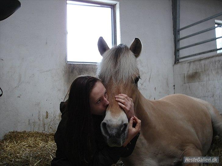 Fjordhest Louis (Stjerne Pony)  - i love you billede 17