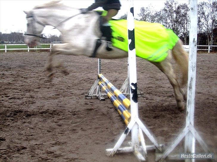 Knabstrupper Isidor Phillip<33 *onkel*<3 [Moars tidl. lånehest] - sidste spring time på isi dyret:´/ p.g.a. har fået ny pony men ser ham jo stadig da det er  min mor´s<3 (undeskyld det er lidt slørrede men syndes bare det SKULLE med:D  )  (foto: Sofie  Andersen tak for billededet:D) billede 20