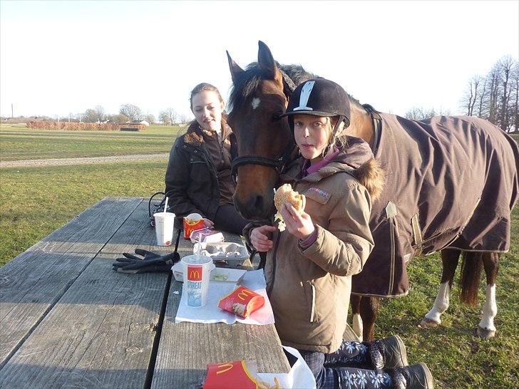 Hollandsk Sportspony Olaf Den bedste!!! - Min dejlige pony deltager glædligt i alt... billede 19