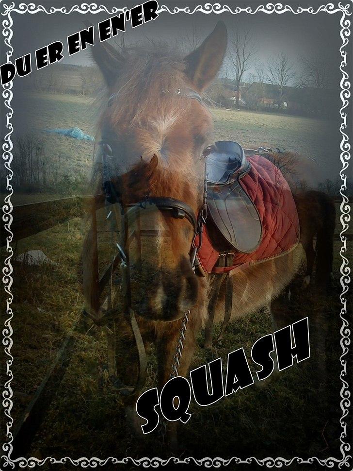 Anden særlig race Squash - velkommen til min profil billede 1