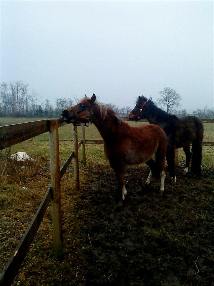 Anden særlig race Squash - mmm hegn smære godt billede 3