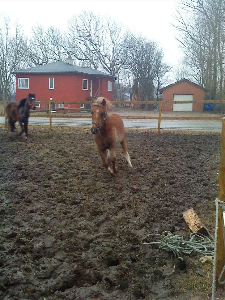 Anden særlig race Squash - niiiionnn fuld fart frem af billede 4