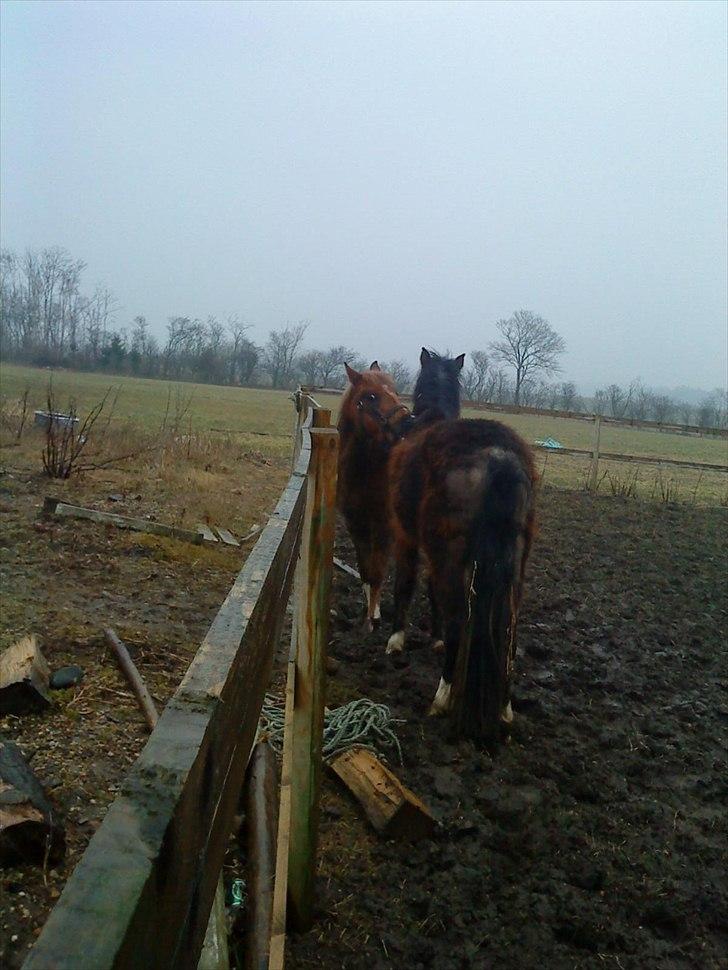 Anden særlig race Squash - min bedste ven dark-duke og min billede 5