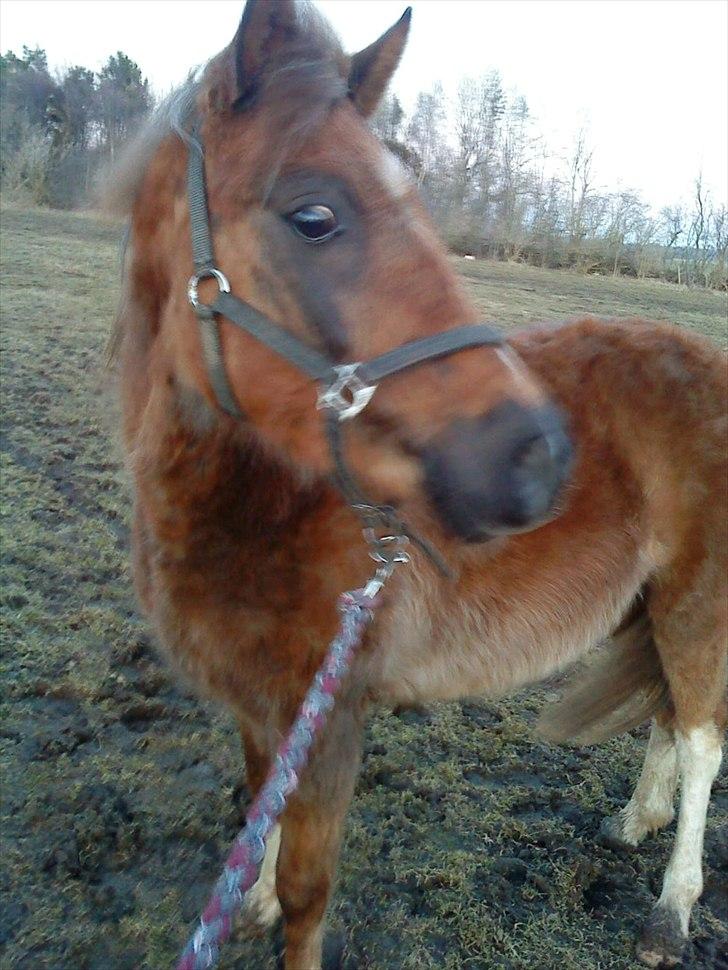 Anden særlig race Squash - smukke mig billede 6