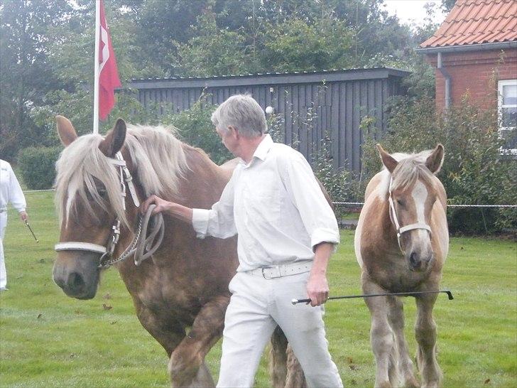 Jyde Victoria a Laurens - I ringen første gang .. billede 5