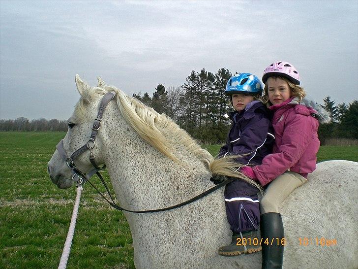 Anden særlig race Ragna billede 14