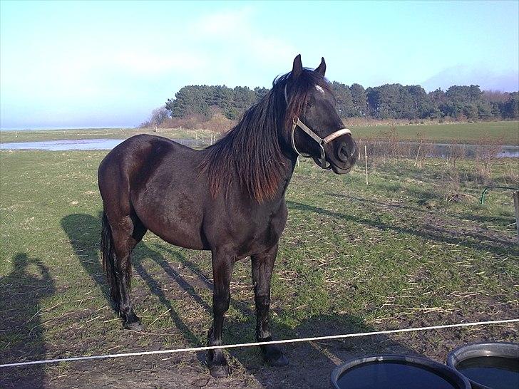 Welsh Cob (sec D) Petersgaards Louisianna billede 5
