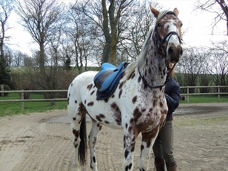 Knabstrupper Coco -  sadel på for første gang    d.17/4 2011 billede 6