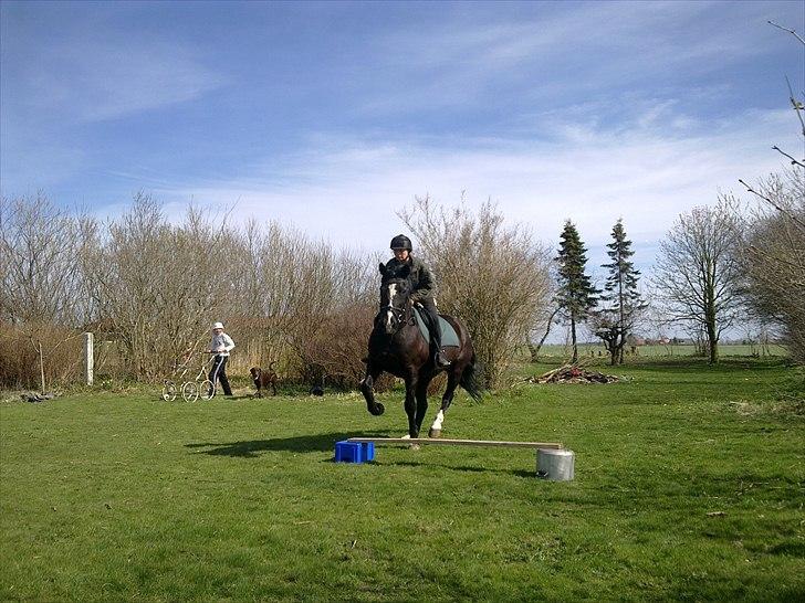 DSP Skovgårdens Sigma ( R.I.P) - ridning hjemme i haven billede 11