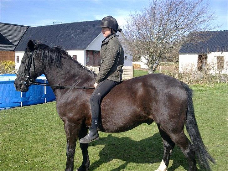 DSP Skovgårdens Sigma ( R.I.P) - super dag i haven billede 12