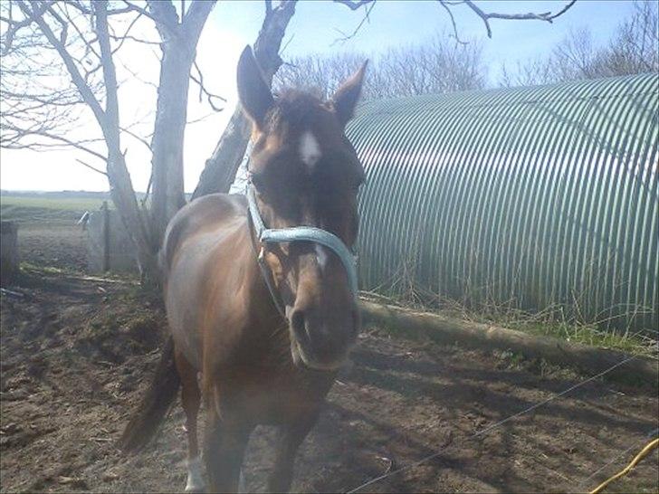 Welsh Partbred (Sec F) Marieton's Silvy<3. - dejlige dig! billede 12
