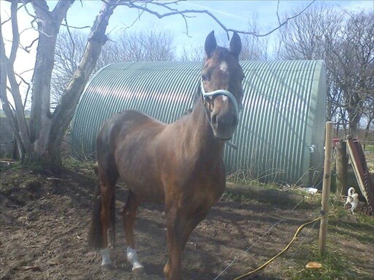 Welsh Partbred (Sec F) Marieton's Silvy<3. - smuk smukkere smukkest SiLVY:-D<3. billede 13