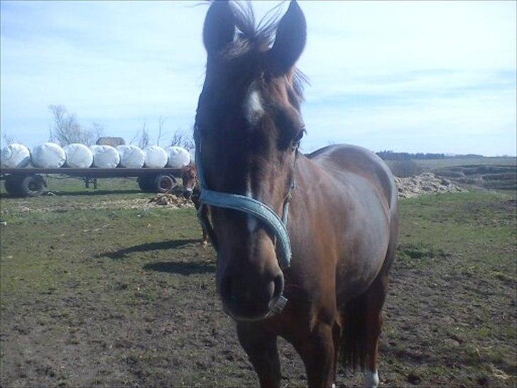 Welsh Partbred (Sec F) Marieton's Silvy<3. - hæhæ:-D<3. billede 14