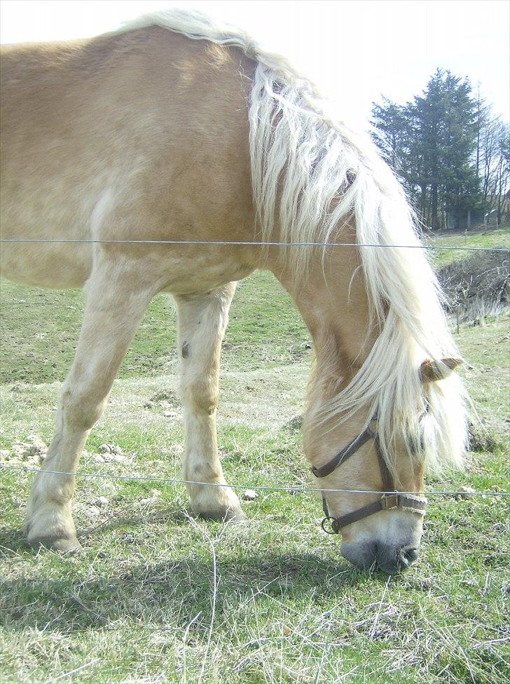 Haflinger Veronica-leveret tilbage - 1. *første dag* Ronika på fold billede 2