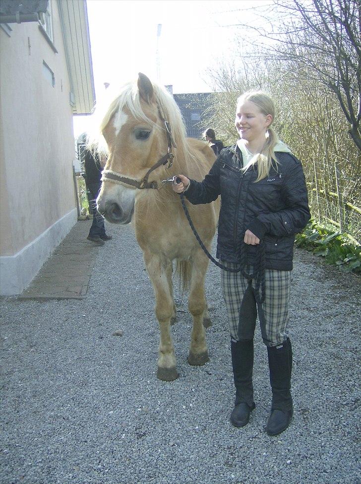 Haflinger Veronica-leveret tilbage - 2. *første dag* Så står vi i indkørslen billede 3