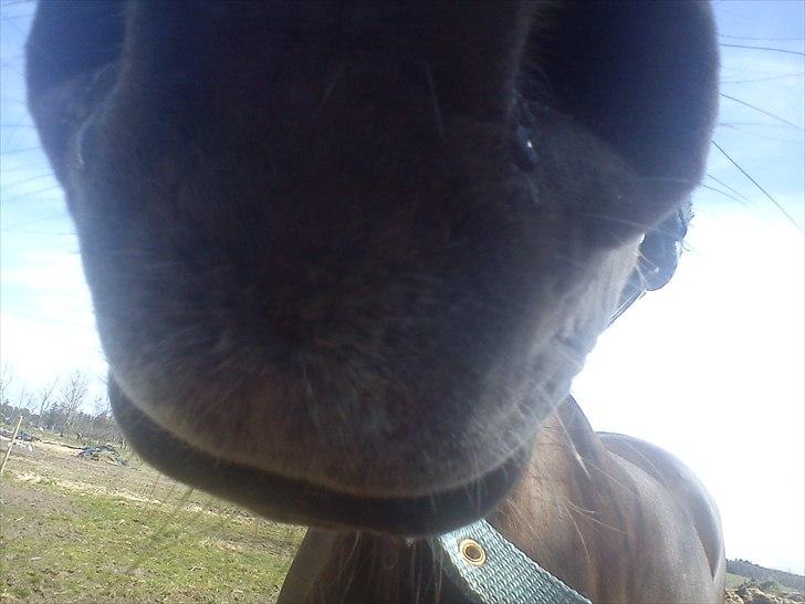 Welsh Partbred (Sec F) Marieton's Silvy<3. - mys!:-D<3<3<3<3. billede 15