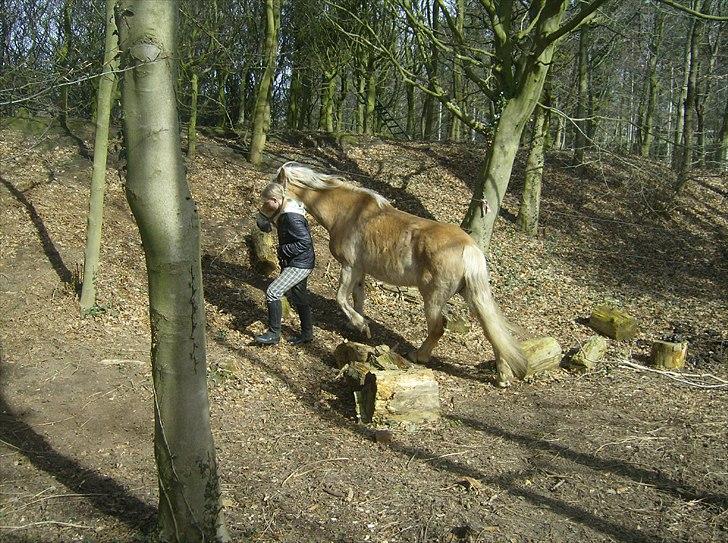 Haflinger Veronica-leveret tilbage - 3. *første dag* Så kigger vi lige lidt på folden billede 4