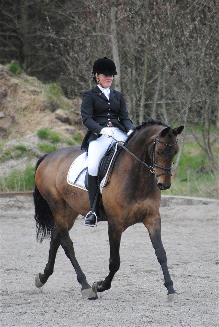 Dansk Varmblod Hosianna *Solgt* - Flere billeder kommer når der bliver opdateret :) Fotograf: Maiken Nielsen (Mig) billede 18