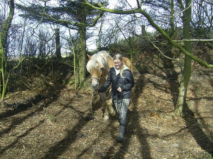 Haflinger Veronica-leveret tilbage - 5. *første dag* Smukke på folden billede 6
