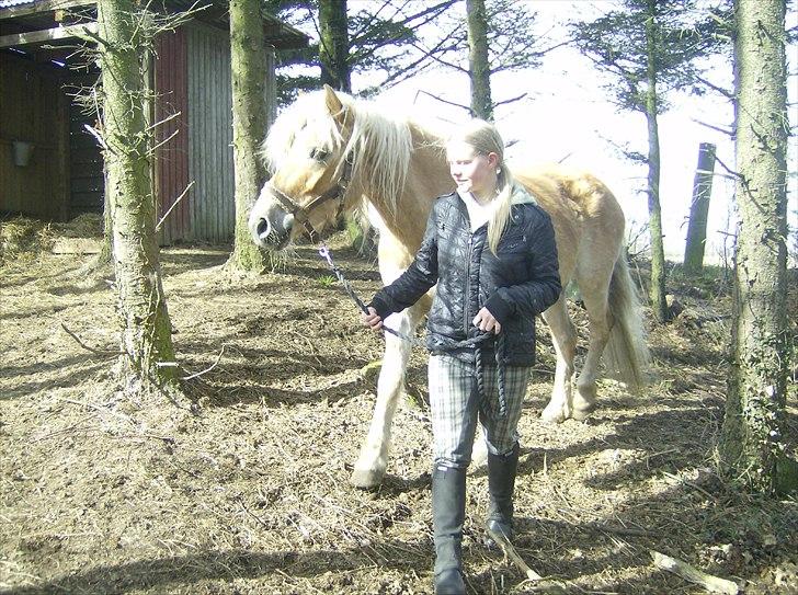 Haflinger Veronica-leveret tilbage - 6. *første dag* smukke Ronika på fold billede 7