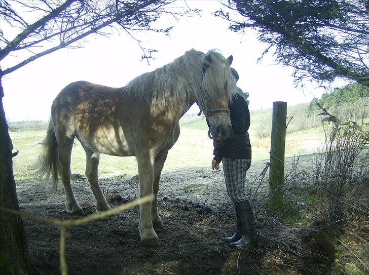 Haflinger Veronica-leveret tilbage - 7. *første dag* os to sammen <3 billede 8