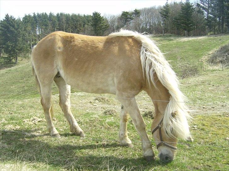 Haflinger Veronica-leveret tilbage - 8. *første dag* smuk smukkere Veronica <3 billede 9