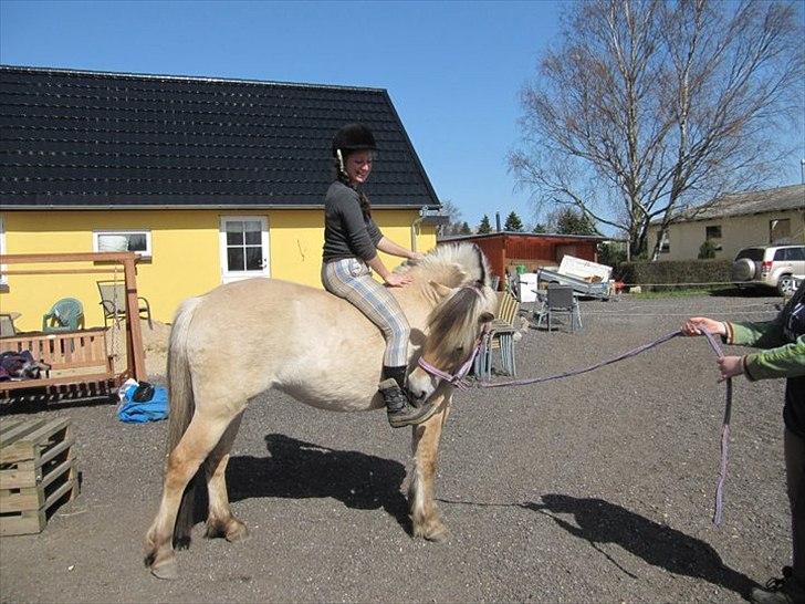 Fjordhest Mosegårdens Fornax - 10. april 2011, første gang med rytter - jeg smiler endnu :-D billede 13
