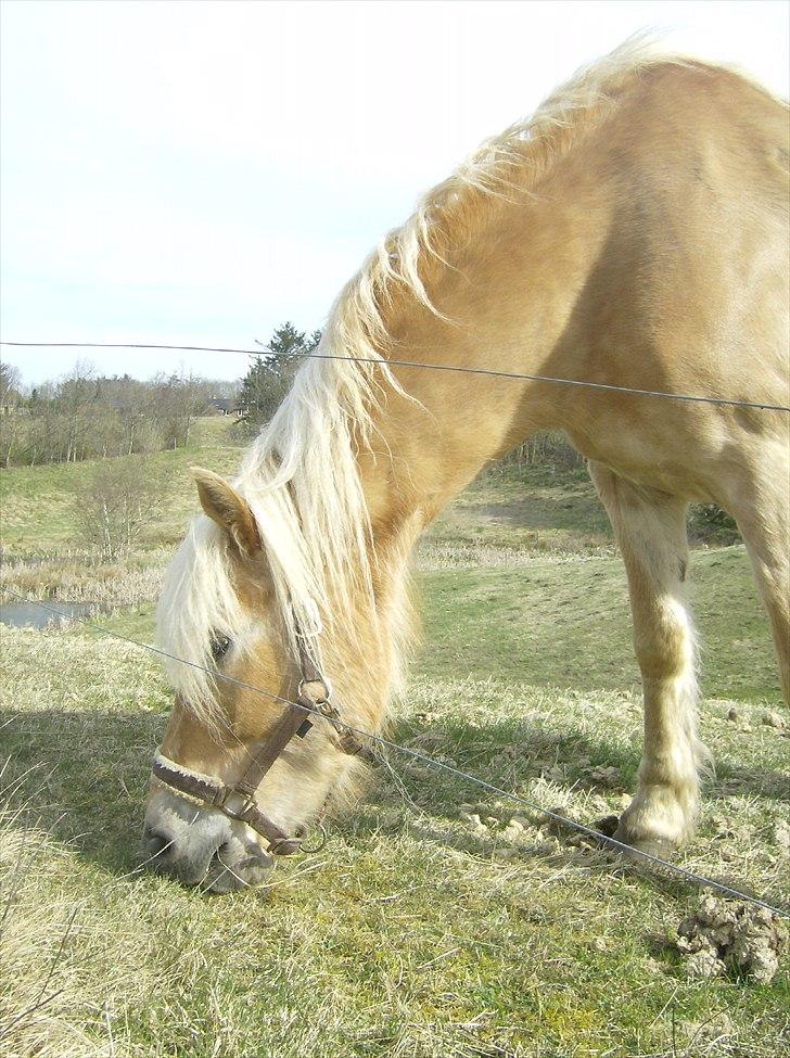 Haflinger Veronica-leveret tilbage - 9. *første dag* smukke på fold billede 10