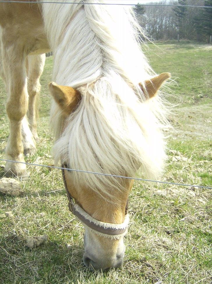 Haflinger Veronica-leveret tilbage - 10. *første dag* så flot hun er  billede 11
