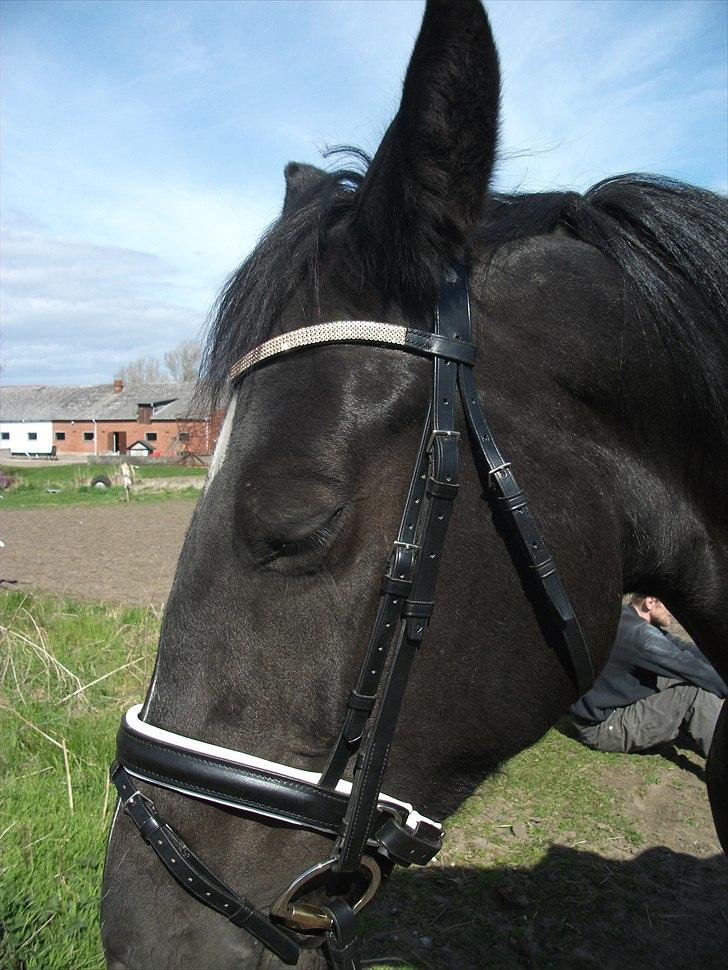 Anden særlig race Dronning Lara R.I.P. billede 4