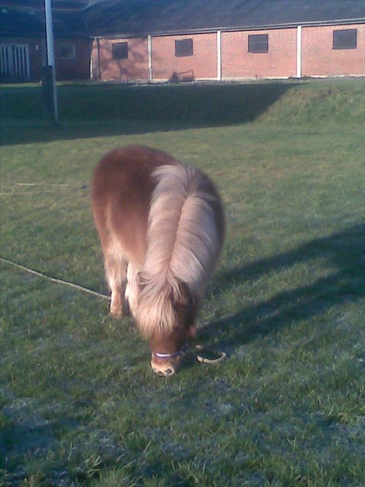 Shetlænder Flintdales Bjørk R.I.P  billede 19