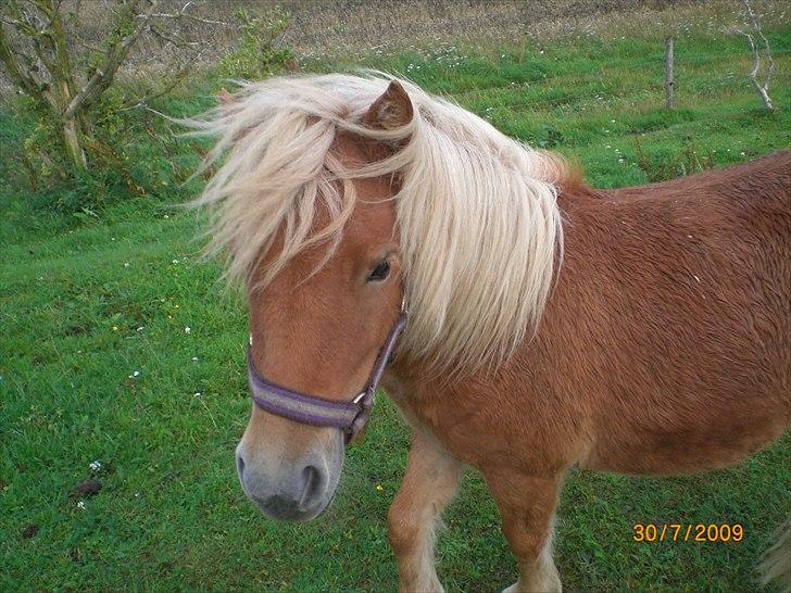 Shetlænder Flintdales Bjørk R.I.P  billede 12