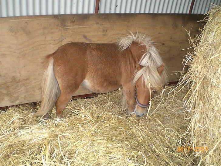 Shetlænder Flintdales Bjørk R.I.P  billede 15