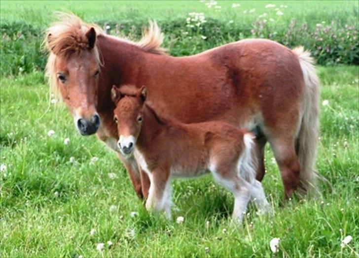 Shetlænder Flintdales Bjørk R.I.P  billede 20