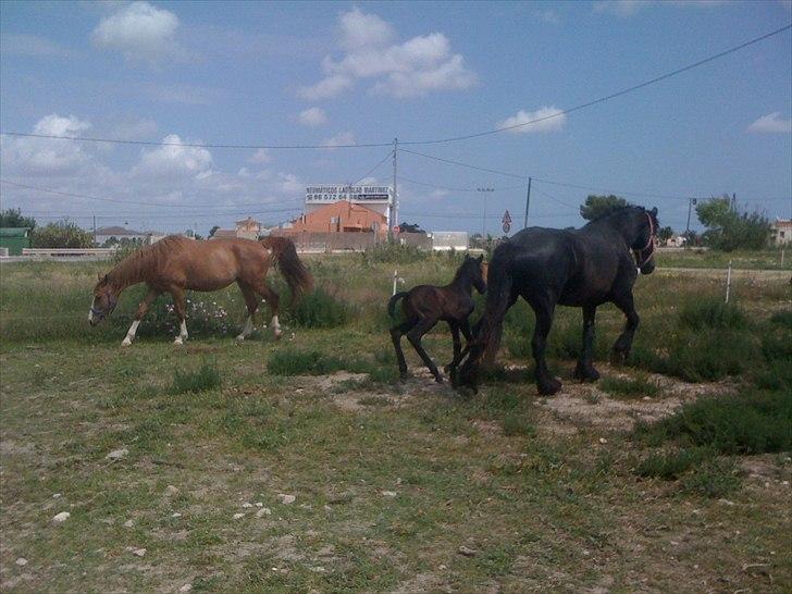 Barockpferd Isabel ( Solgt ) billede 7