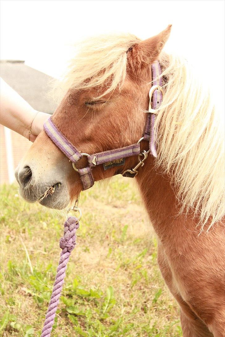 Shetlænder Flintdales Bjørk R.I.P  billede 16