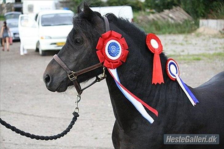 Dartmoor Balou - Håber i kigger forbi igen! :D  billede 10