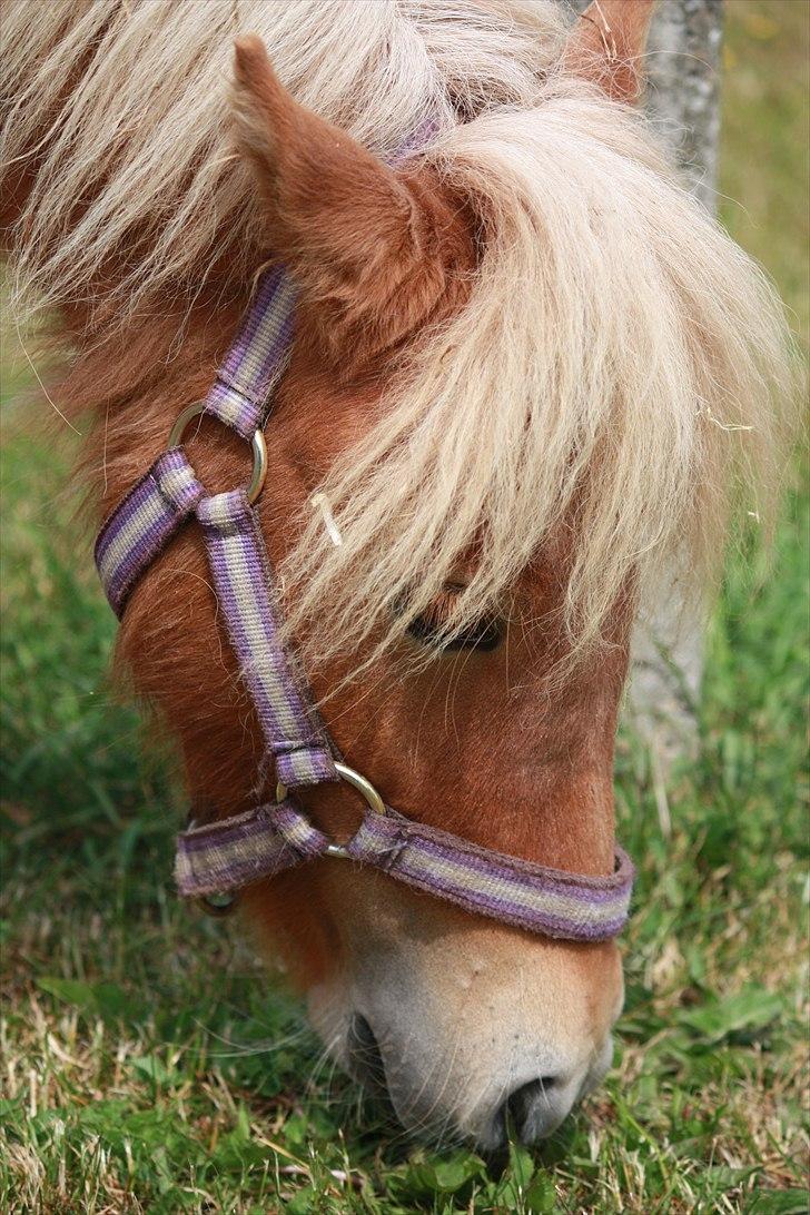 Shetlænder Flintdales Bjørk R.I.P  billede 18