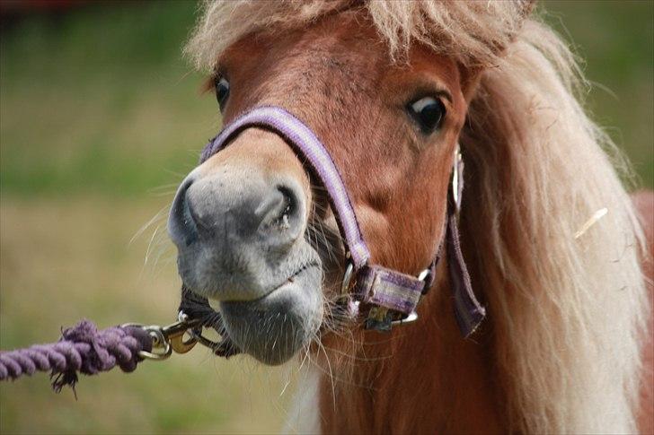 Shetlænder Flintdales Bjørk R.I.P  billede 14