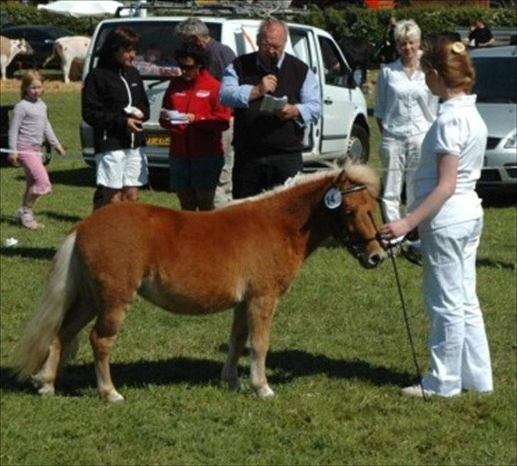 Shetlænder Flintdales Bjørk R.I.P  billede 13