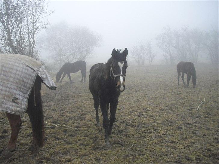 Dansk Varmblod Overgårds Manifique <3 - Hey kaldte du? :) billede 5