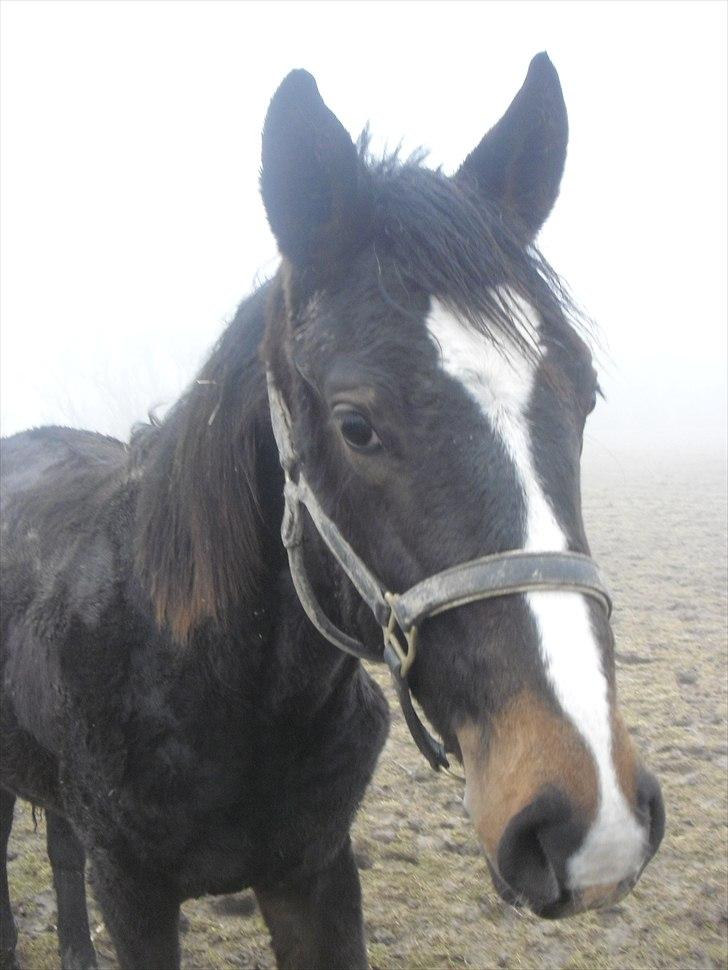 Dansk Varmblod Overgårds Manifique <3 - Hallo! Maden før billederne! <3 billede 10