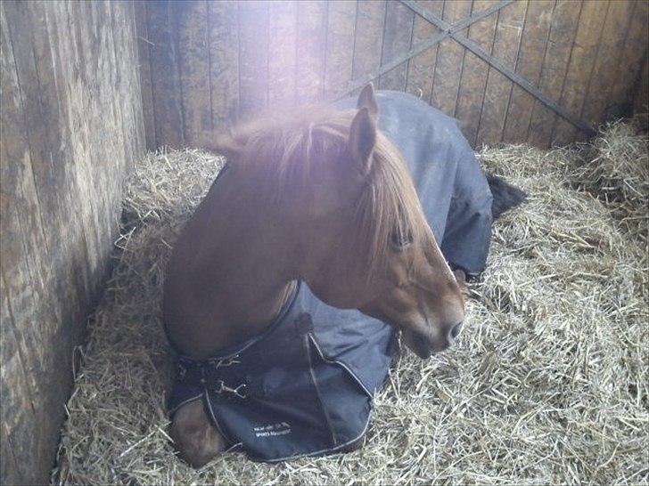 Anden særlig race Monique *Tyksakken*<3 - Uhh... min lille skattebasse er lidt små træt!! <3 April 2011 Foto: miig billede 12