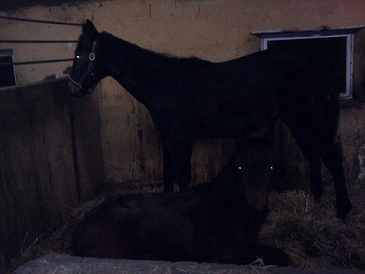 Dansk Varmblod Overgårds Manifique <3 - Fixen og Vibell i boxen kl. sent en lørdag aften :)  billede 11