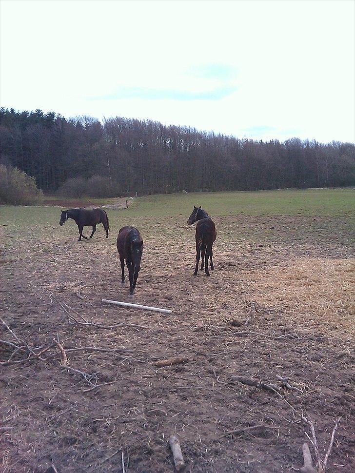 Dansk Varmblod Overgårds Manifique <3 - Worlds princess (længst væk) Fixen (med ryggen til) og Survi (den sidste) :) billede 13