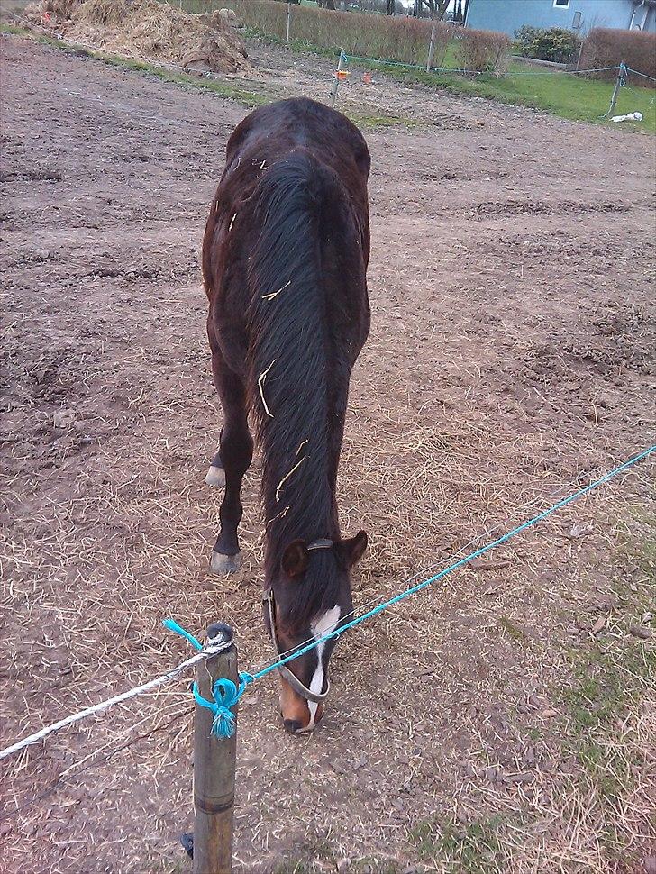 Dansk Varmblod Overgårds Manifique <3 - "lille" fixen støvsuger lige efter Vibe :) billede 15