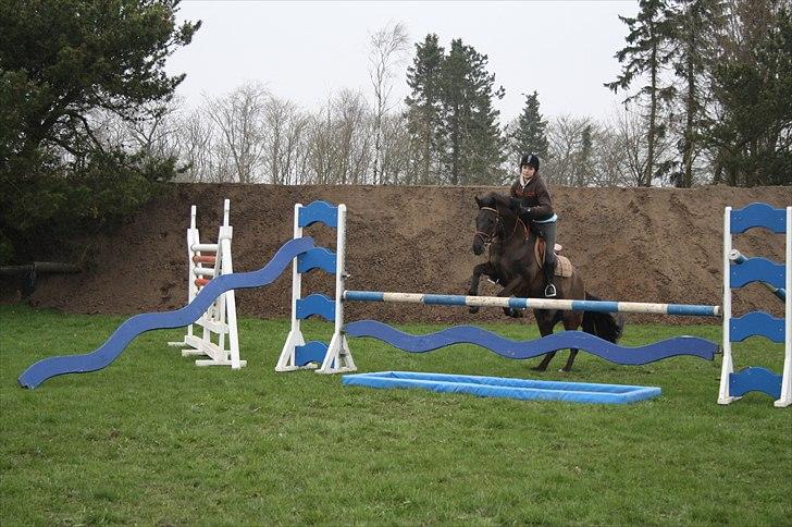 New Forest | Marabou <3 - (14) Springkursus hvor han bare var super fantastisk :D<3 billede 14