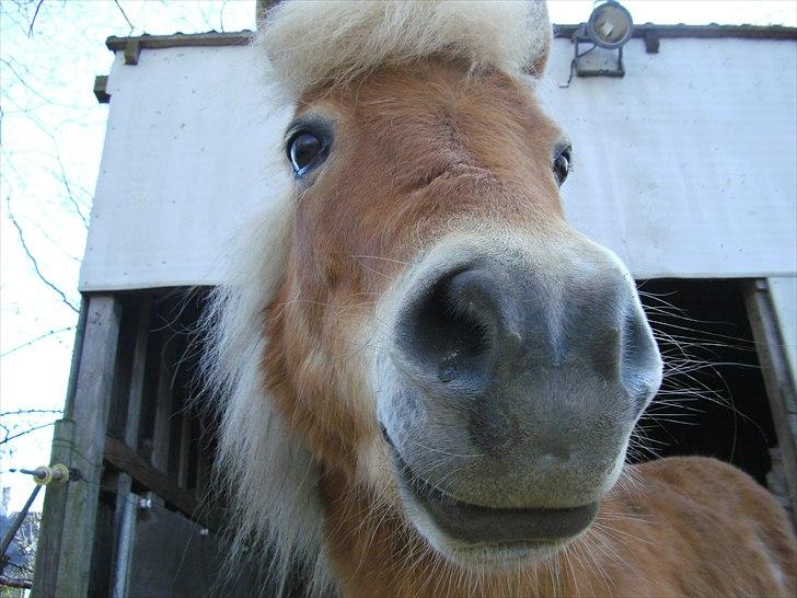 Shetlænder Felix  billede 14