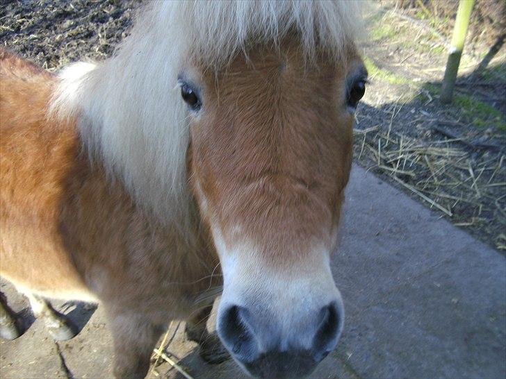 Shetlænder Felix  billede 15
