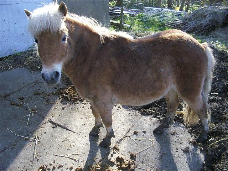 Shetlænder Felix  billede 16